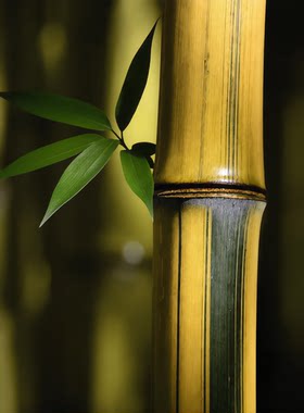 青丝黄金竹苗50种高端精品观赏竹绿植名贵金丝楠竹子庭院别墅家养