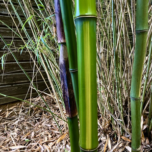 黄槽斑竹苗名贵精品绿植物庭院细茶室造景观赏办公室客厅中式生活