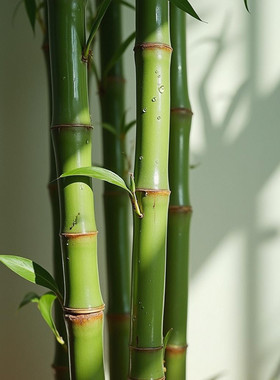 早园竹子苗燕竹沙竹绿植物食用北方耐寒庭院风水景观赏客厅办公室