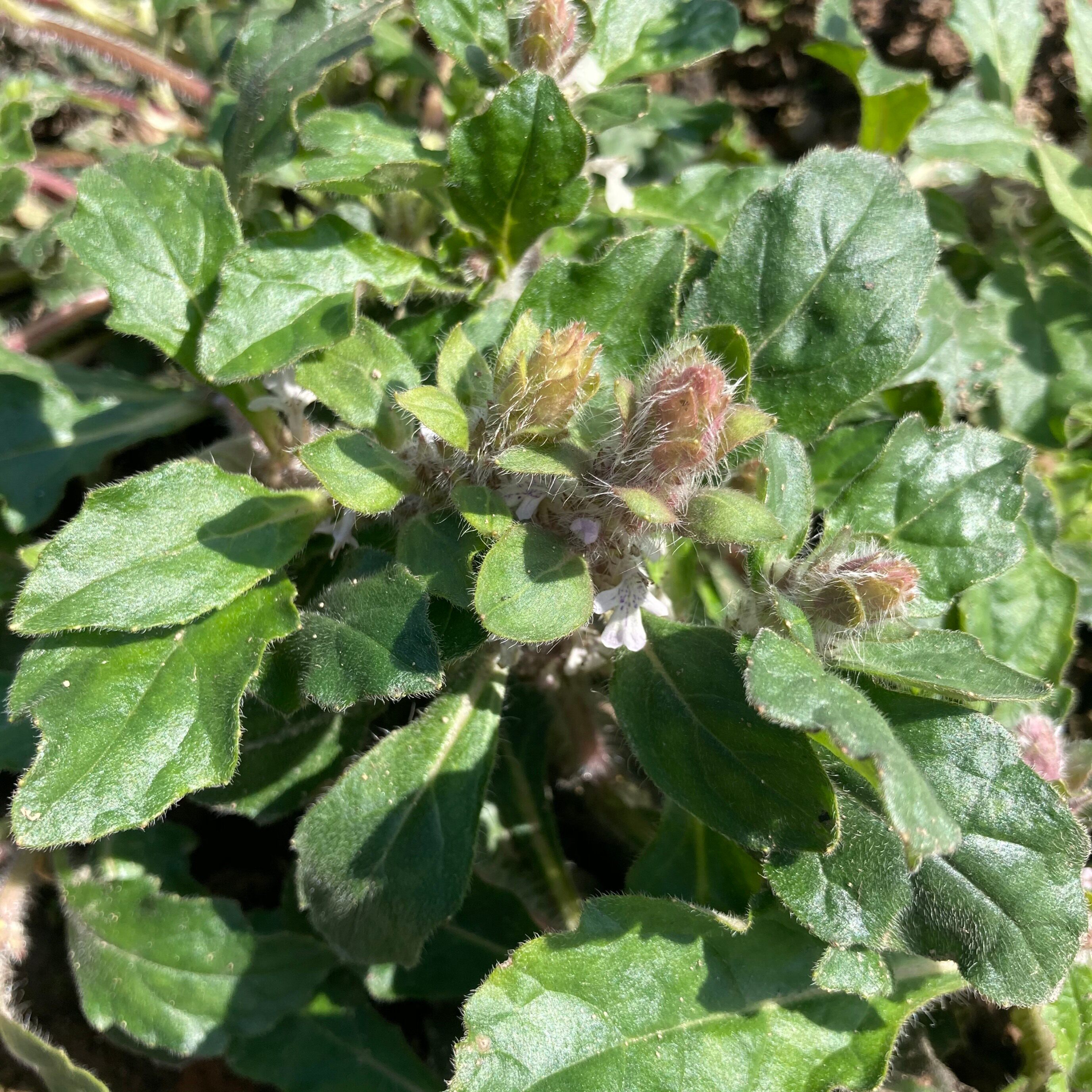 白毛夏枯草新鲜筋骨草金疮小草退血草散血草破血丹白毛苦草地苦胆