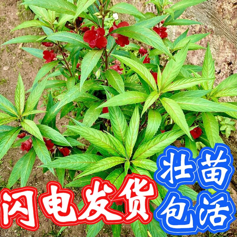 顺丰凤仙花指甲花绿植植盆栽蛇灭门驱蛇灭蛇防蛇花卉望江南野决明
