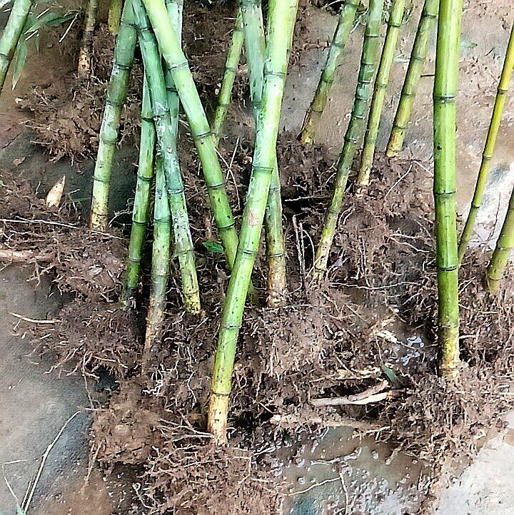 雷竹苗带土浙江食用雷竹春笋种竹苗雷竹种雷竹根雷竹子苗雷竹笋苗