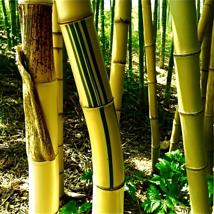 黄金青丝竹子苗珍稀名贵庭院内外客厅吉祥树阳台茶桌风景观赏招财