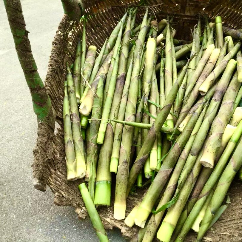 脚骨笋乌竹食用树苗蔬菜种大型绿植家庭院地栽户外美味篱笆墙围栏