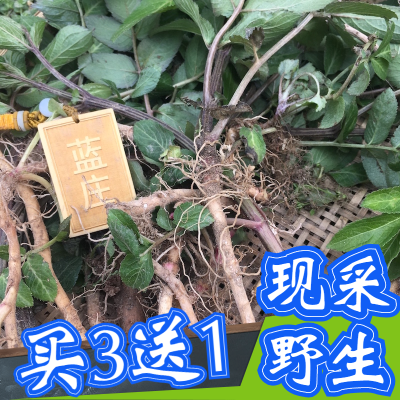 接骨草根1斤接骨木根八棱麻陆英小接骨丹排风藤顺筋