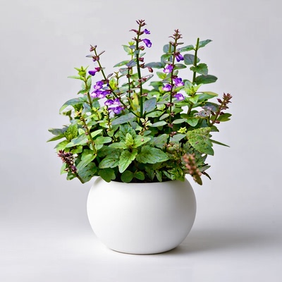 蛇灭门盆栽野决明绿植物苗望江南驱虫凤仙花草防蚊杀蟑螂黄荆家庭