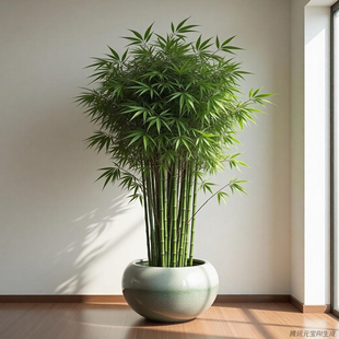 白箭竹子苗白前竹白剑竹白家竹风景观赏北方耐寒庭院办公室内客厅