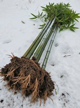 竹笋苗细叶乌头雷竹50种食用笋出笋早春鲜上市庭院地栽毛竹楠竹子