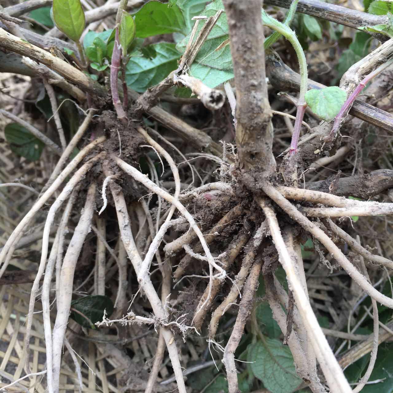 顺丰红牛膝根叶新鲜柳叶牛膝山苋菜牛髁膝牛夕牛七牛髁磕膝干粉苗