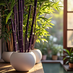 紫竹大型盆栽苗子黑竹墨竹乌竹绿植四季常青适合阳台种的竹子盆栽