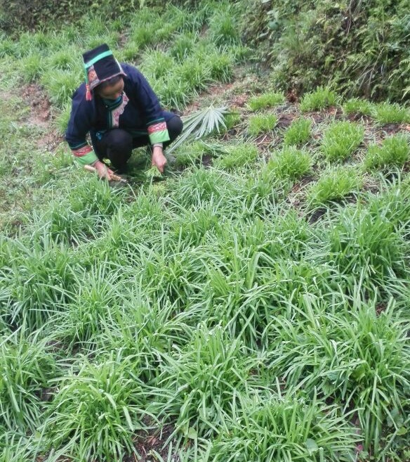 贵州深山农家天然种植甜韭菜韭菜根新鲜韭菜现挖发货两斤起包邮