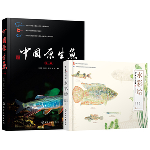【全2册】中国原生鱼水彩绘+中国原生鱼（辑）中国小型淡水鱼饲养殖常识书精美原创水彩画常见原生鱼类中国原生鱼美艳鉴别鱼种