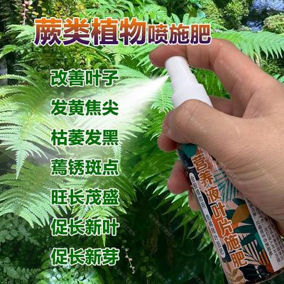 蕨类专用肥料绿植蕨类植物营养液叶子发黄焦尖枯萎黑蔫锈斑点肥料