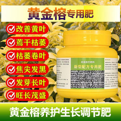 黄金榕专用肥料老桩盆栽绿植黄金榕树苗橡皮树营养液室内花卉肥料