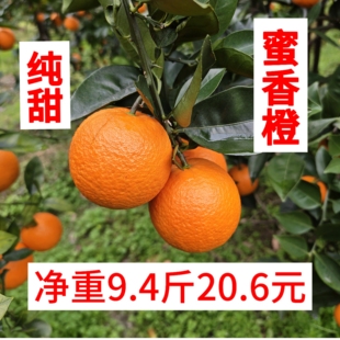 广西桂林蜜香橙蜂蜜橙纯甜橙子埃及橙当季现摘新鲜水果10斤包邮
