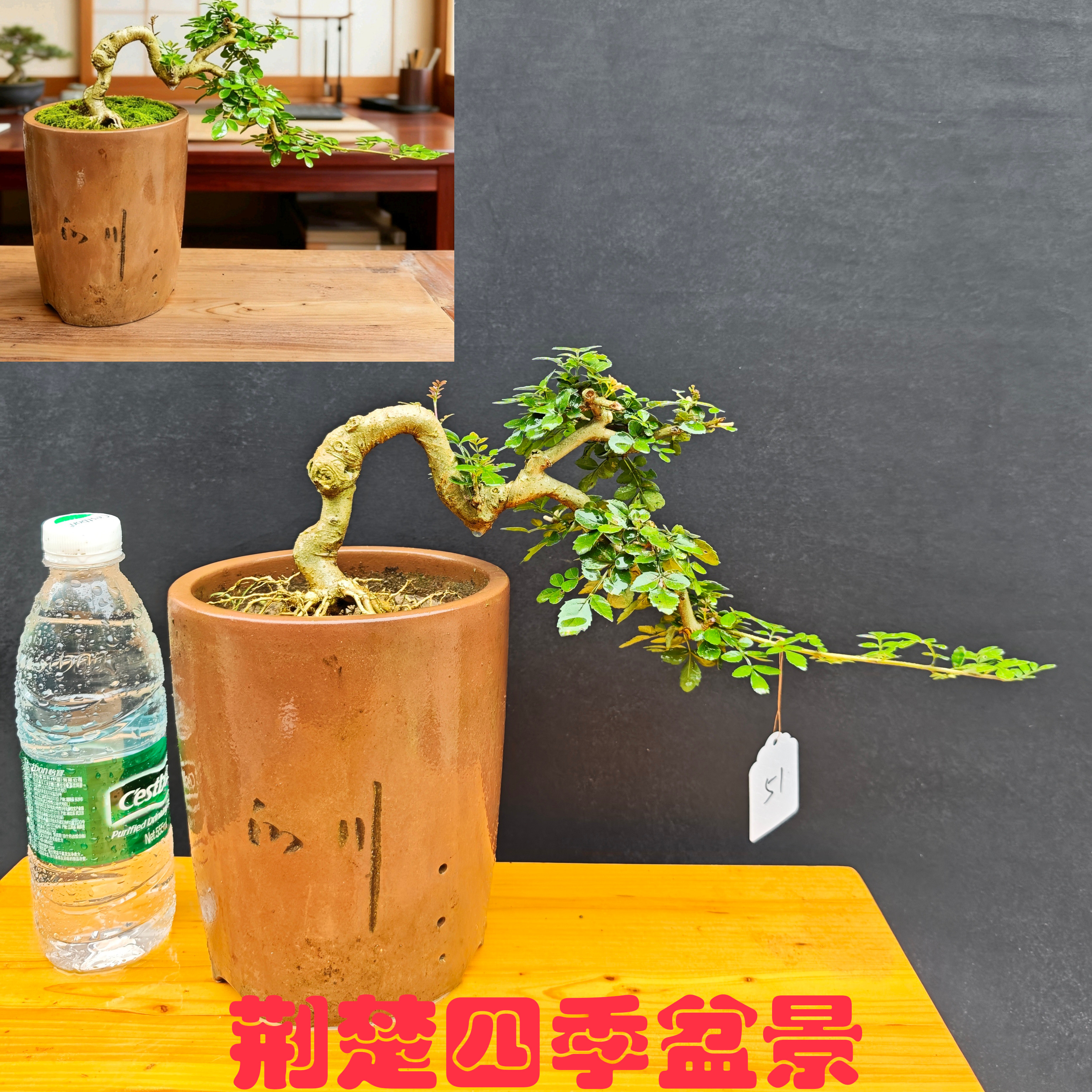 湖北盆栽包邮对节白蜡