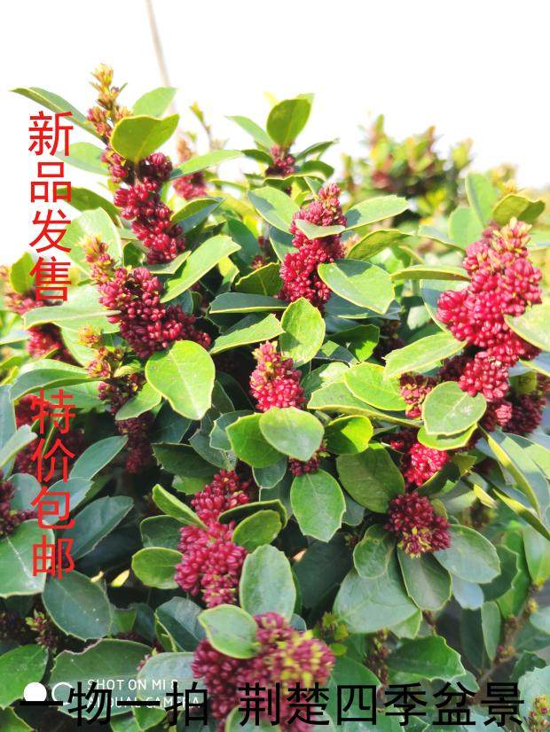 正宗中华蚊母 三峡蚊母 造型盆景 包邮  大小叶常青绿植