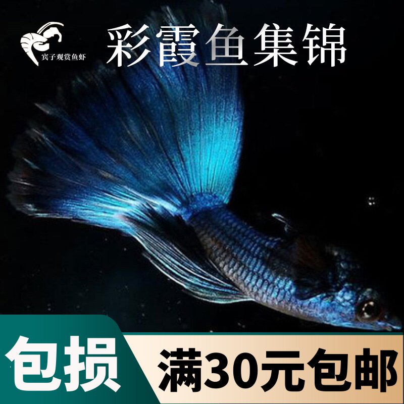 Rare Watch living thing Thoroughbred pet small-scale Multiplication Platinum Ice Blue Guppyin the Pet/Pet food and supplies , Aqua World , Fish  category - from Buy2taobao.com to provide professional Taobao agent buy service