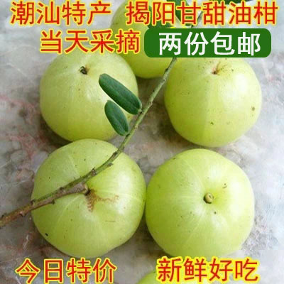 新鲜现摘油甘果余斤包邮橄榄