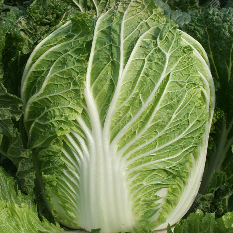 大白菜种子快菜种籽孑四季夏阳蔬菜菜籽黄心耐热紫超大籽种夏季播