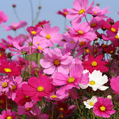 格桑花花种籽子七彩花籽一年四季 开花室内播种种植庭院易活种子孑