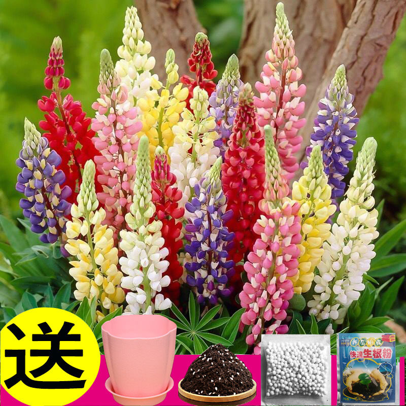 鲁冰花花籽一年四季都开花易活室外见土就活花种籽称斤羽扇豆种子