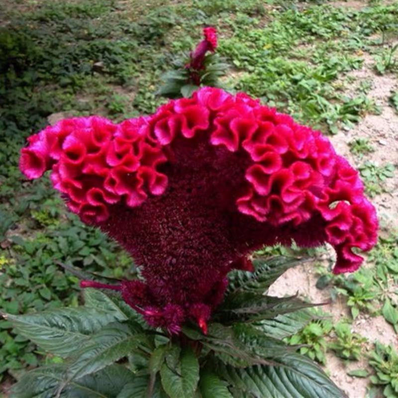 四季阳台室内外开花盆栽易种羽状凤尾植物庭院种子鸡冠花花籽播种