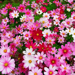 波斯菊盆栽带花种子草籽格桑花花籽七彩各种花种籽子四季庭院种孑