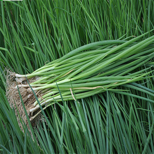 小葱种孑阳台盆栽葱苗葱干葱头蔬菜种孑四季小香葱种籽菜籽种大全