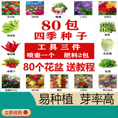 花种四季开花易活凤仙花80包种子