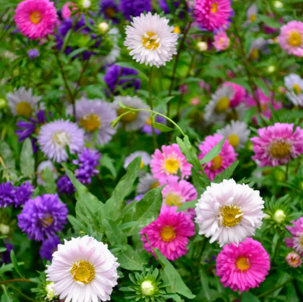 耐热色彩雏菊混小翠菊易种阳台庭院植物种子虹糖果菊花卉种孑