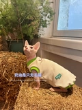 奶油是只无毛猫 Канадский сфинкс Devin Pet Cat Spring и летняя одежда. Новая бесплатная доставка