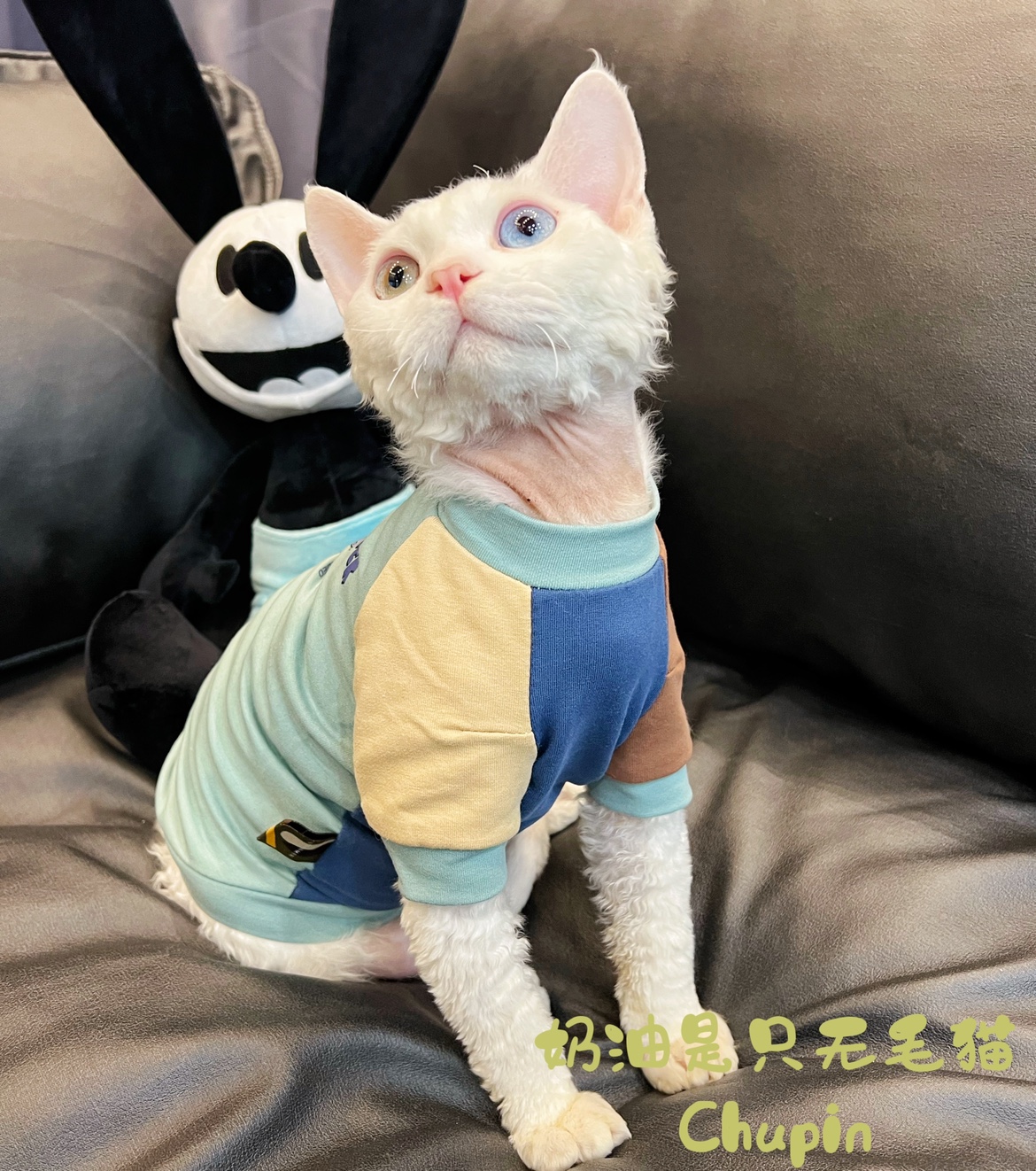 奶油是只无毛猫斯芬克斯德文阿比宠物猫衣服春秋新品纯棉弹力包邮