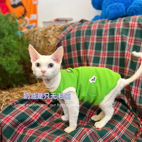 奶油是只无毛猫德文猫纯棉背心