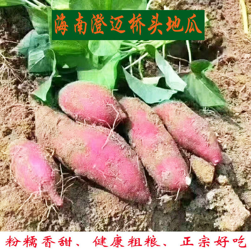 当季小红薯海南澄迈桥头富硒地瓜新鲜红薯沙土种植板栗薯山芋10斤
