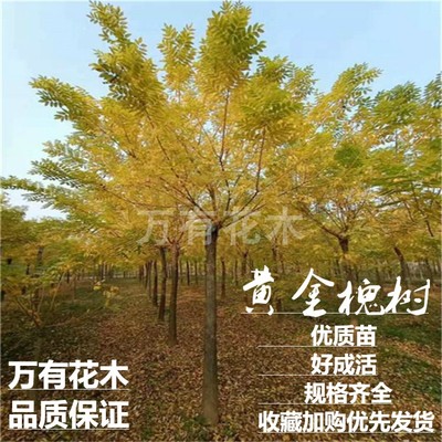 黄金槐绿化苗木万有花木
