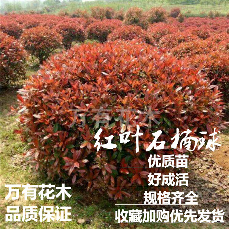 耐寒红叶石楠万有花木常绿