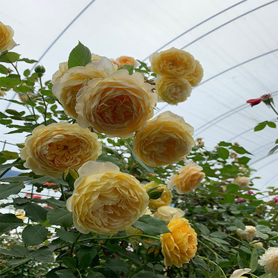 四季开灌木月季特大花浓香果汁阳台庭院花卉植物盆栽蔷薇玫瑰花苗