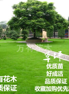 草坪草皮带泥土马尼拉草皮庭院别墅绿化四季青果岭草剪股颖草坪