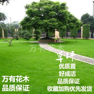 草坪草皮带泥土马尼拉草皮庭院别墅绿化四季青果岭草剪股颖草坪
