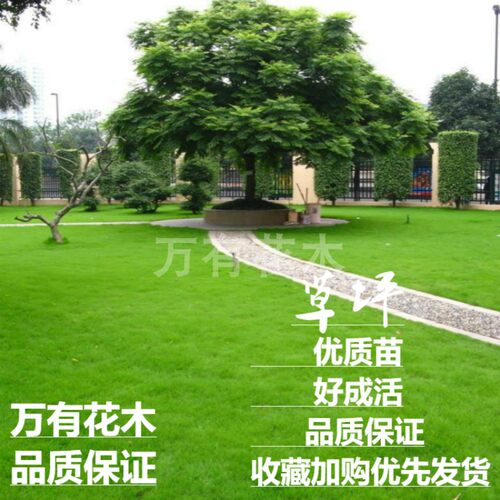 四季青草皮万有花木草坪