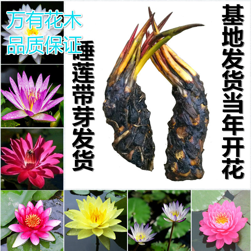 池塘水培植物根茎包成活睡莲花