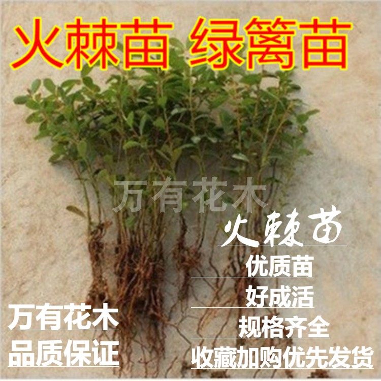 火棘小苗庭院花卉围墙篱笆