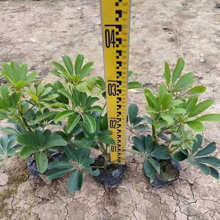 耐阴花叶鸭脚木桥洞荫蔽常绿灌木鹅掌财绿植盆栽青叶鸭爪木小苗木