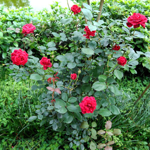 花期长大花月季月季花苗直立灌木