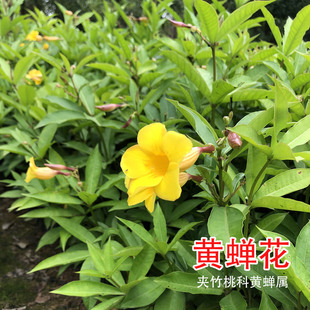 黄蝉花带花苞花期长开不断花园庭院植物绿植耐热花卉夹竹桃科植物