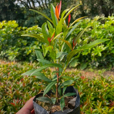 红车木树苗四季常青红鳞蒲桃