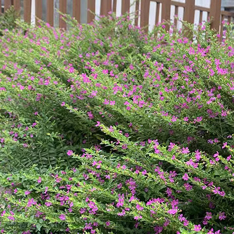 萼距花红花满天星庭院四季开花苗