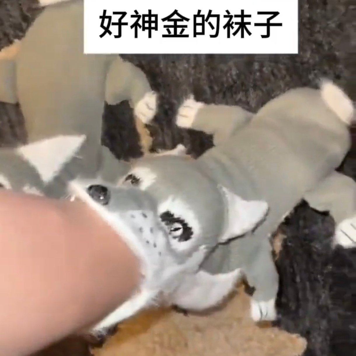 吃脚灰狼袜子搞怪抽象地板袜冬季保暖中筒袜立体动物针织袜送朋友,女士内衣/男士内衣/家居服,船袜,淘宝优惠券,粉丝福利购,淘宝优惠卷