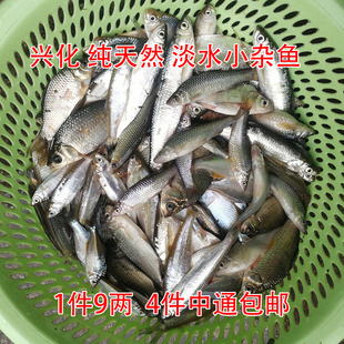 纯天然河鱼新鲜 吃货小鱼 活体现杀 杂鱼 油炸小鱼小白条鰟鮍鲫鱼
